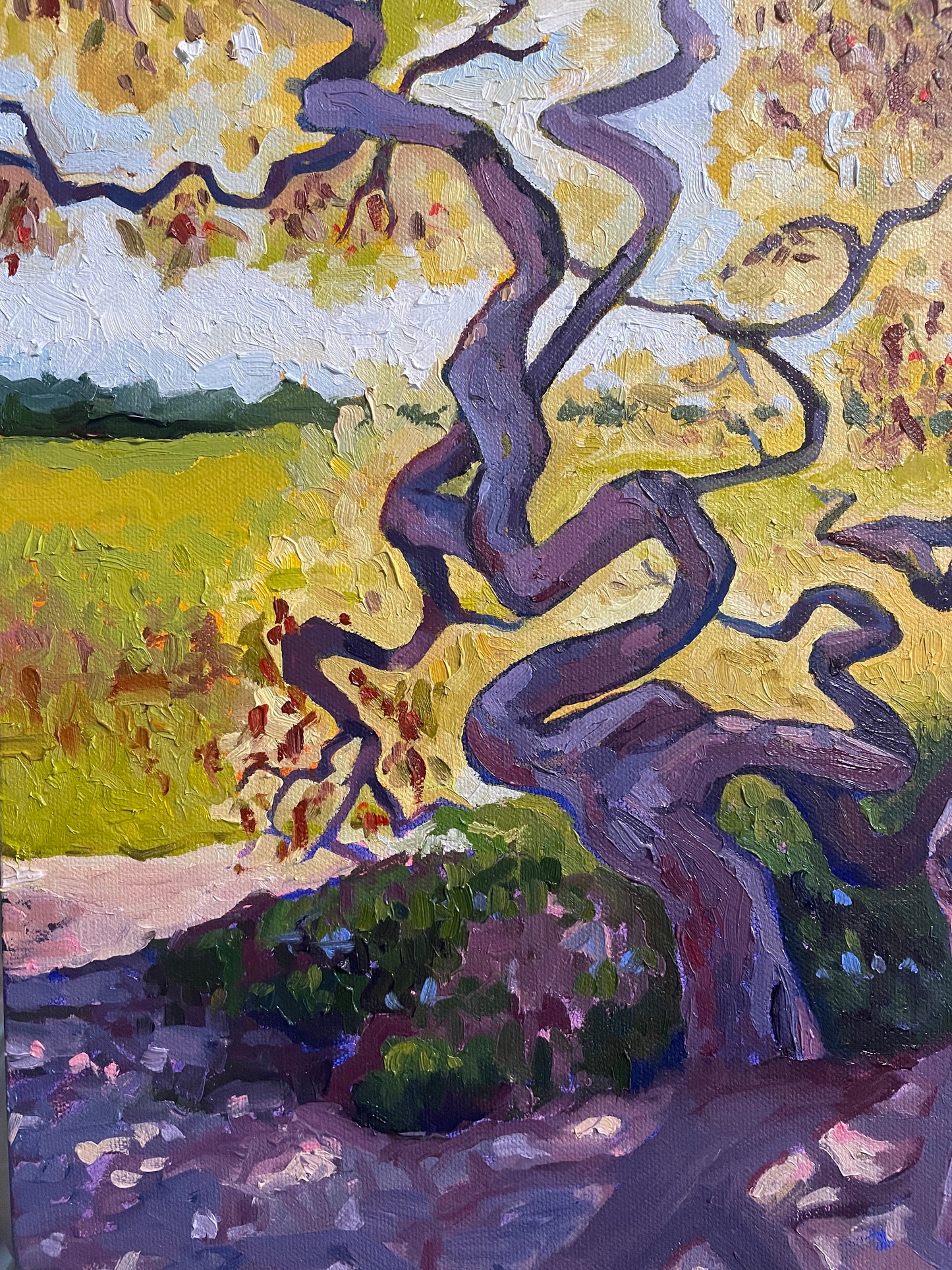 Golden Japanese Maples