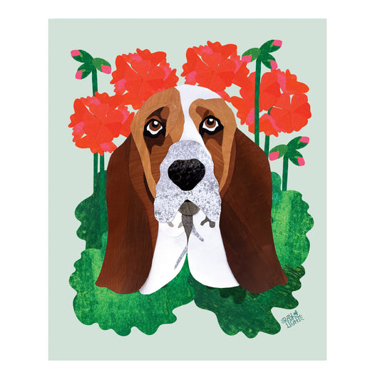 Basset Hound