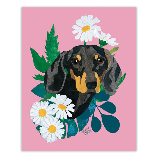 Dachshund Shorthair Black