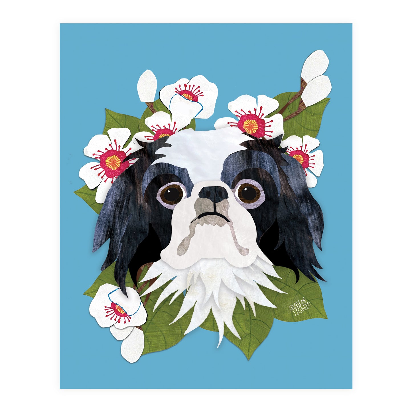 Japanese Chin