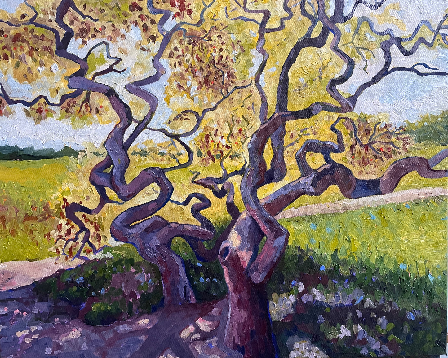 Golden Japanese Maples