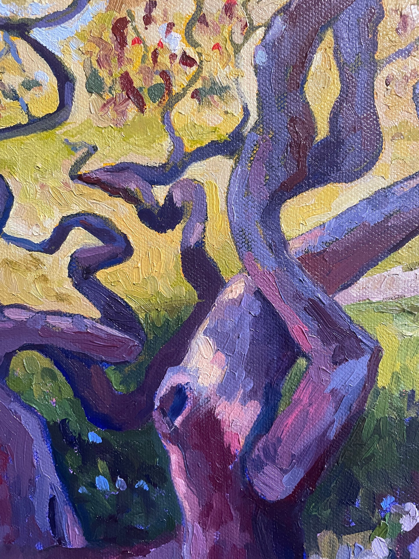 Golden Japanese Maples